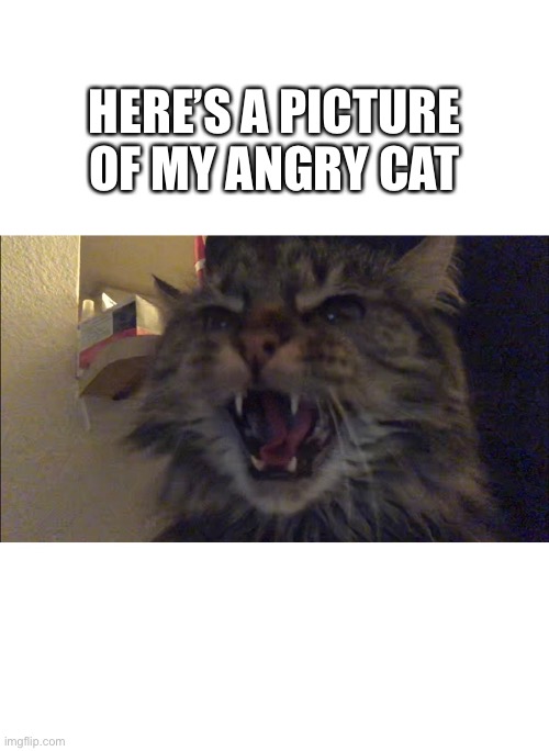 HERE’S A PICTURE OF MY ANGRY CAT | image tagged in cat,angrycat,hissingcat,coronavirus,toilet paper,covid19 | made w/ Imgflip meme maker