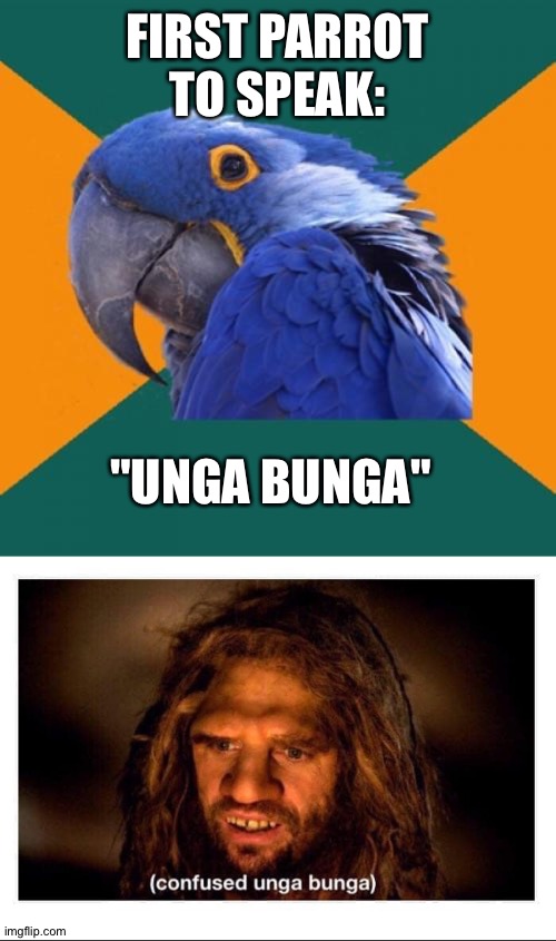 FIRST PARROT TO SPEAK: "UNGA BUNGA" | image tagged in memes,paranoid parrot,confused cave man | made w/ Imgflip meme maker