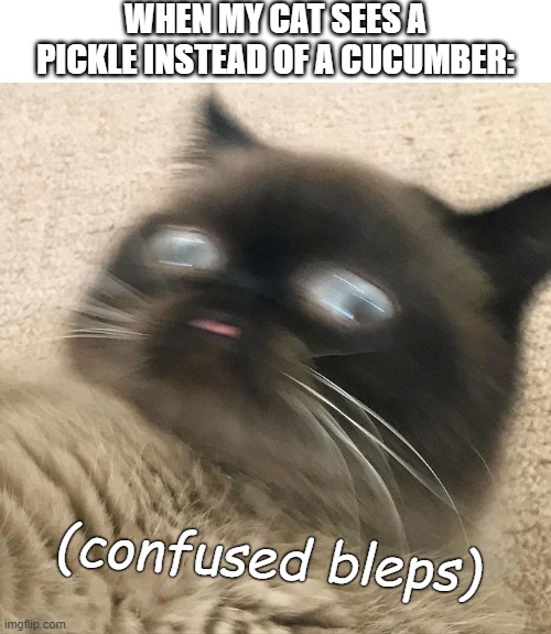 Confused Bleps | WHEN MY CAT SEES A PICKLE INSTEAD OF A CUCUMBER:; (confused bleps) | image tagged in confused bleps,memes,funny memes,cat,cats,cucumber | made w/ Imgflip meme maker