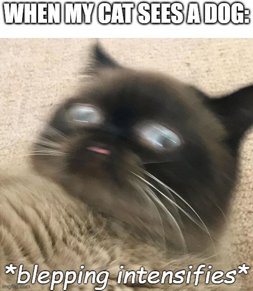 Blepping Intensifies | WHEN MY CAT SEES A DOG:; *blepping intensifies* | image tagged in confused bleps,memes,funny memes,cat,cats,intensifies | made w/ Imgflip meme maker