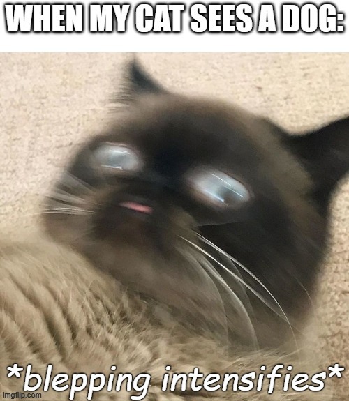 Blepping Intensifies | image tagged in confused bleps,cat,cats,memes,funny memes,intensifies | made w/ Imgflip meme maker