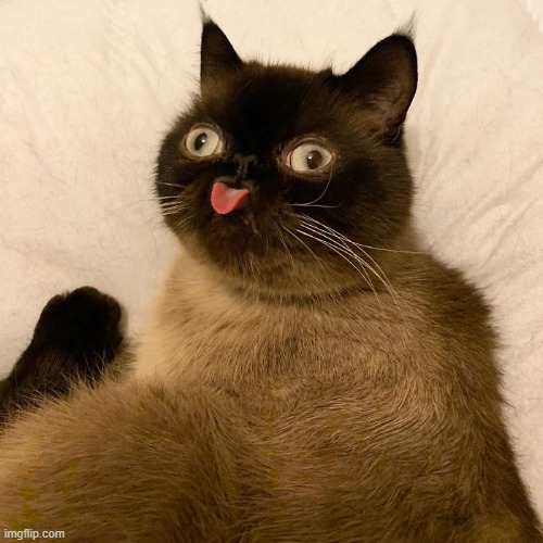 King of Blep | image tagged in king of blep,cat,cats,memes,funny memes,derp cat | made w/ Imgflip meme maker