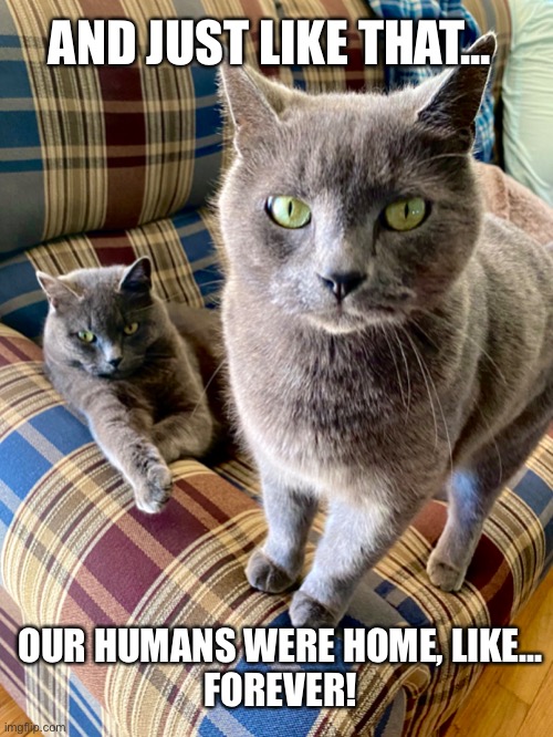 Cats and Humans | AND JUST LIKE THAT... OUR HUMANS WERE HOME, LIKE...
FOREVER! | image tagged in cats,coronavirus,shelter,social distancing,funny | made w/ Imgflip meme maker