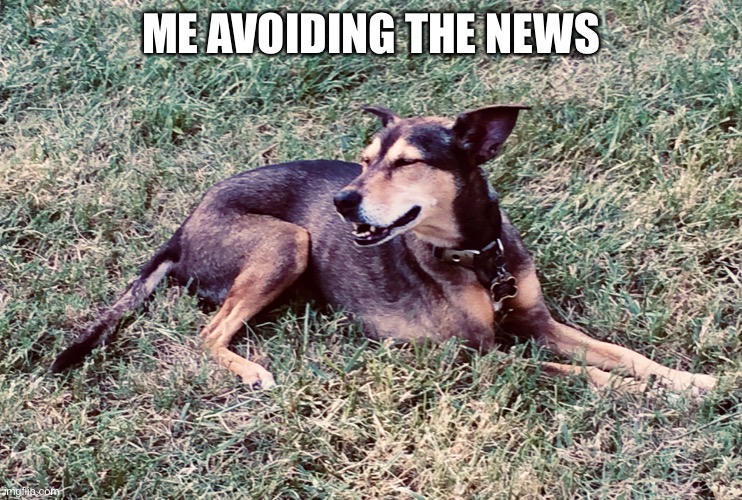 Wendy the Happy Dog | ME AVOIDING THE NEWS | image tagged in happy dog | made w/ Imgflip meme maker