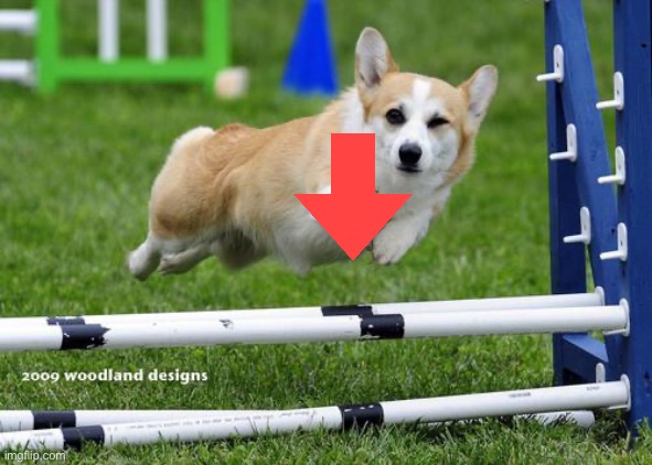 Downvote corgi Blank Meme Template