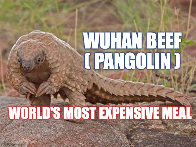 Wuhan Beef (pangolin): world's most expensive meal | WUHAN BEEF
( PANGOLIN ); WORLD'S MOST EXPENSIVE MEAL | image tagged in wuhan,corona virus,pangolin,made in china,china virus,covid-19 | made w/ Imgflip meme maker