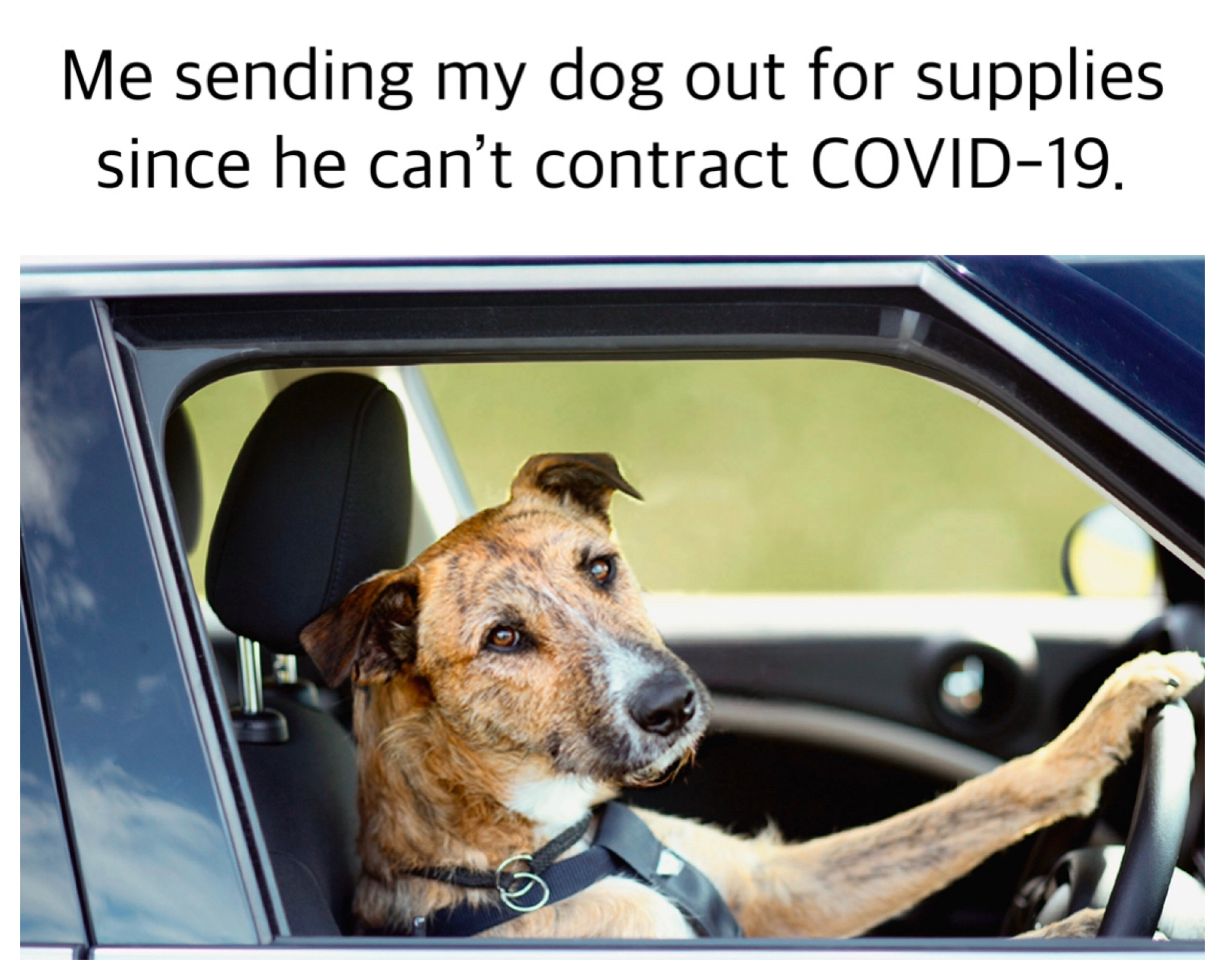 COVID-19 dog driver Blank Meme Template