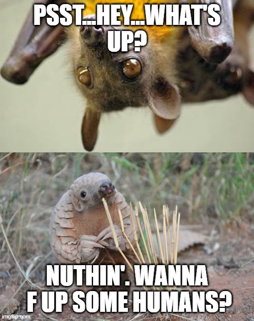 PSST...HEY...WHAT'S UP? NUTHIN'. WANNA  F UP SOME HUMANS? | image tagged in pondering pangolin,fruit bats | made w/ Imgflip meme maker