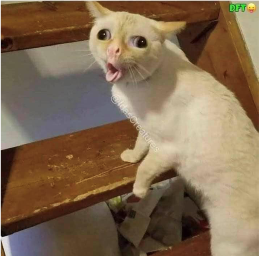 High Quality cat coughing Blank Meme Template