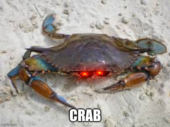 CRAB | image tagged in crabs | made w/ Imgflip meme maker