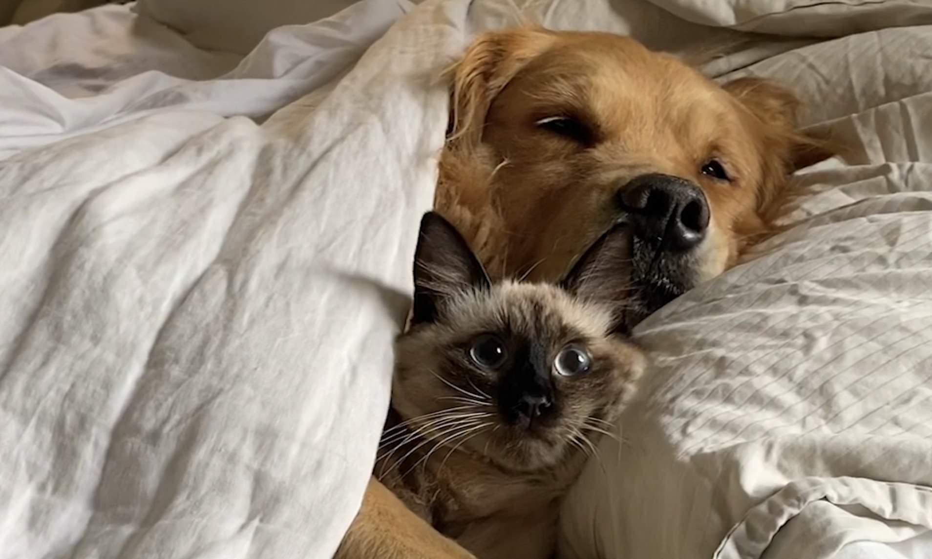cat in bed with dog Blank Meme Template
