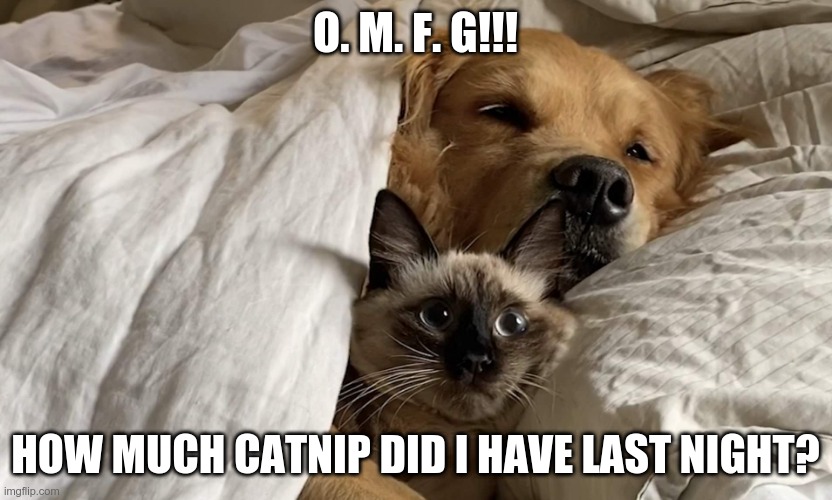 cat in bed with dog | O. M. F. G!!! HOW MUCH CATNIP DID I HAVE LAST NIGHT? | image tagged in cat in bed with dog | made w/ Imgflip meme maker
