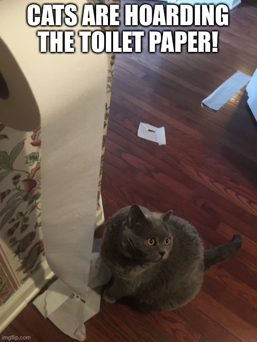 Warn your friends. | CATS ARE HOARDING THE TOILET PAPER! | image tagged in cats,toilet paper,coronavirus | made w/ Imgflip meme maker
