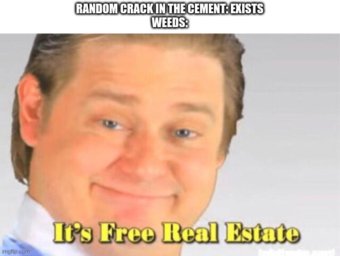 It’s free real estate | RANDOM CRACK IN THE CEMENT: EXISTS
WEEDS: | image tagged in its free real estate | made w/ Imgflip meme maker
