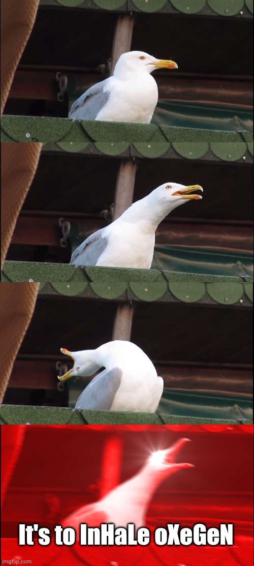 Inhaling Seagull | It's to InHaLe oXeGeN | image tagged in memes,inhaling seagull | made w/ Imgflip meme maker