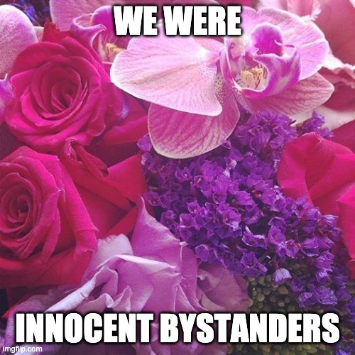 Flowers | WE WERE; INNOCENT BYSTANDERS | image tagged in flowers | made w/ Imgflip meme maker