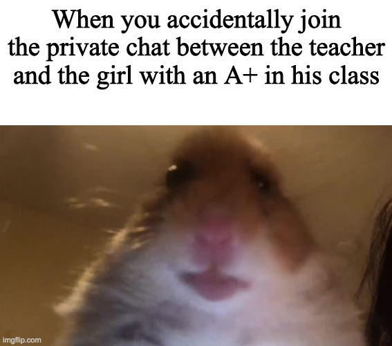 When you accidentally join the private chat between the teacher and the girl with an A+ in his class | image tagged in blank white template,staring hamster,FreeKarma4U | made w/ Imgflip meme maker