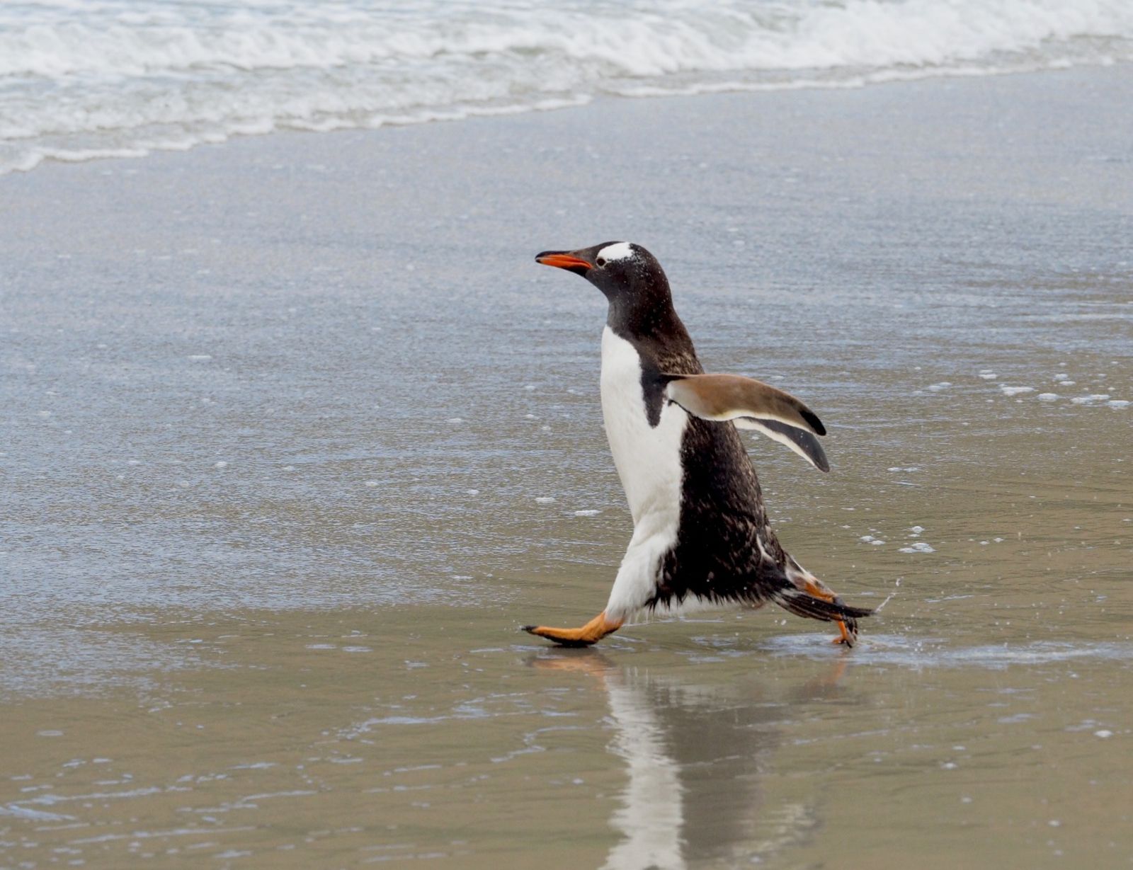 High Quality Gentoo penguin Blank Meme Template