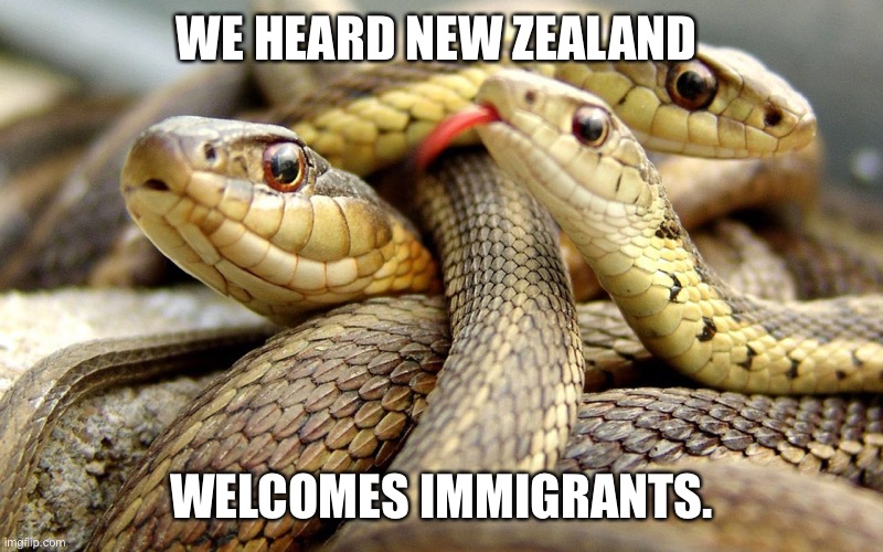 Snakes | WE HEARD NEW ZEALAND; WELCOMES IMMIGRANTS. | image tagged in snakes | made w/ Imgflip meme maker