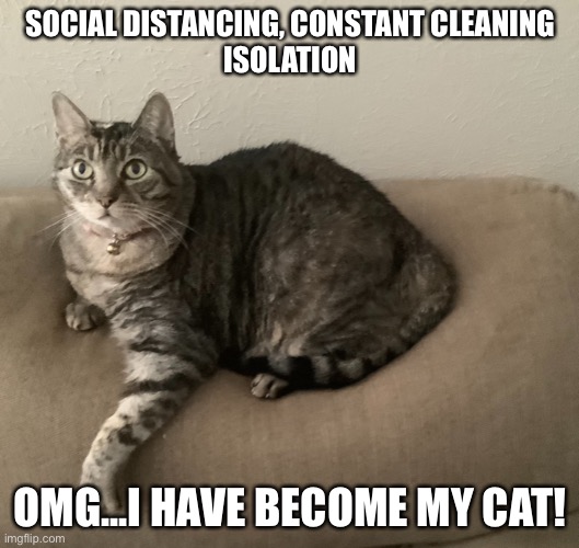 Coronovirus | SOCIAL DISTANCING, CONSTANT CLEANING
ISOLATION; OMG...I HAVE BECOME MY CAT! | image tagged in coronovirus | made w/ Imgflip meme maker