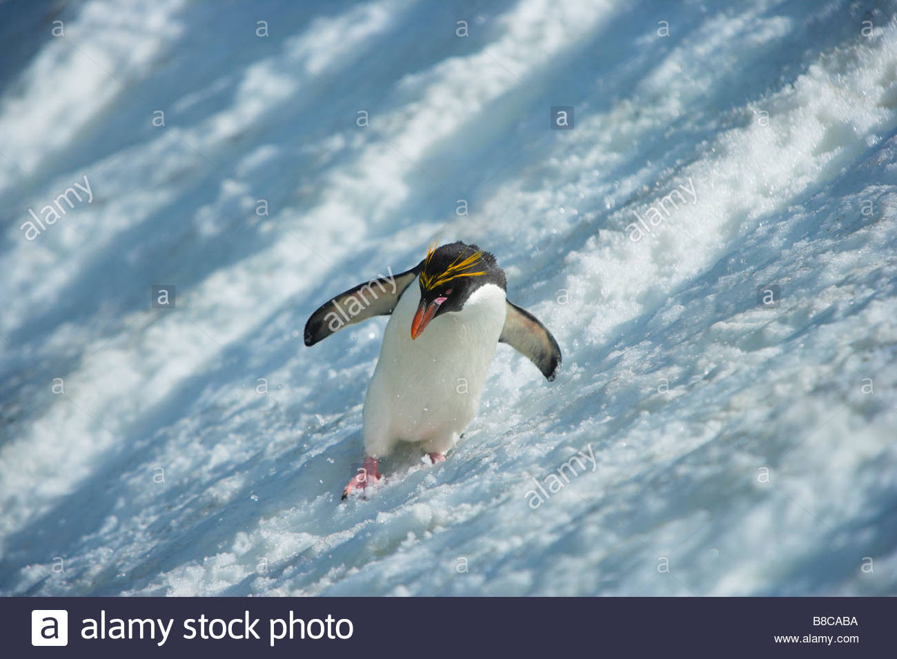 Surfin penguin Blank Meme Template