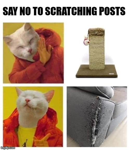 SAY NO TO SCRATCHING POSTS | image tagged in cats | made w/ Imgflip meme maker