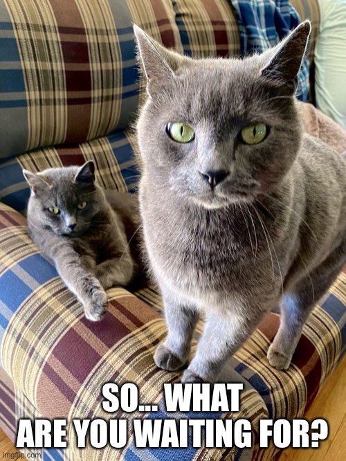 Cat’s Waiting | SO... WHAT ARE YOU WAITING FOR? | image tagged in ruling cats,cats,staring,waiting,hey stupid,dominant | made w/ Imgflip meme maker