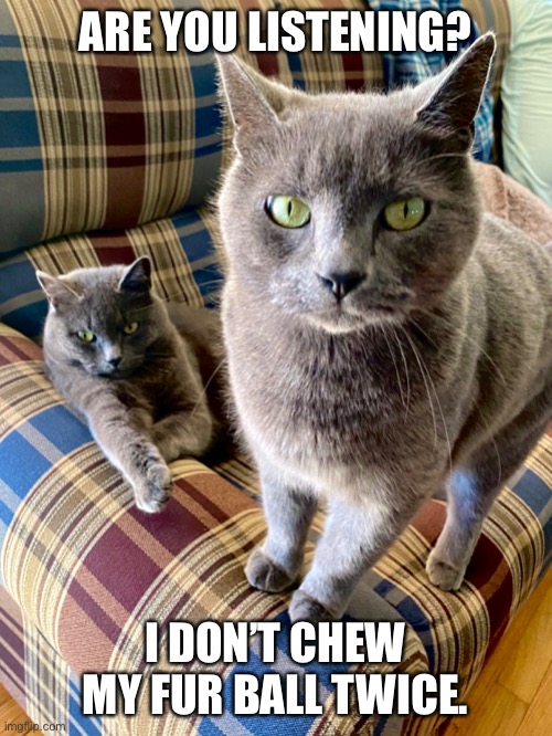 Chew Fur Ball | ARE YOU LISTENING? I DON’T CHEW MY FUR BALL TWICE. | image tagged in cats,are you stupid,funny cats,staring,cats staring | made w/ Imgflip meme maker