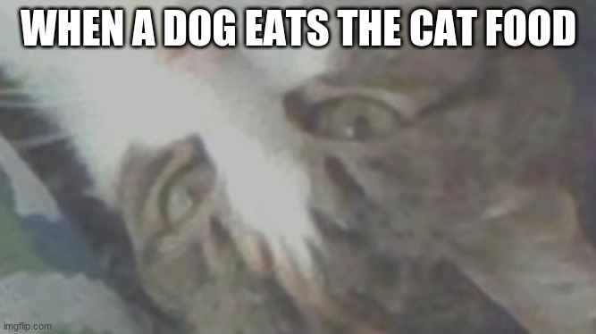 WHEN A DOG EATS THE CAT FOOD | made w/ Imgflip meme maker