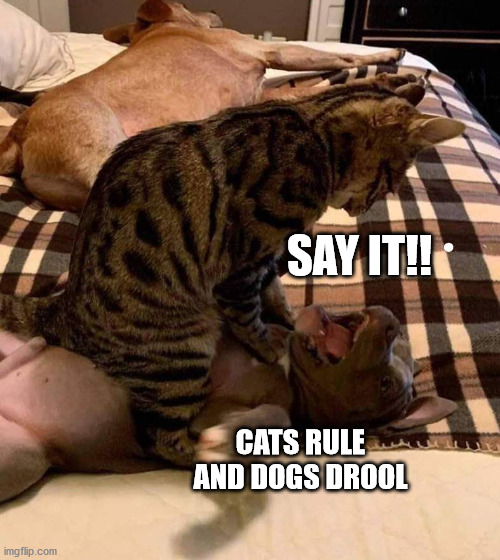 Cats Rule | SAY IT!! CATS RULE AND DOGS DROOL | image tagged in cats | made w/ Imgflip meme maker