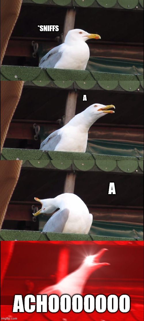 sneeze | *SNIFFS; A; A; ACHOOOOOOO | image tagged in memes,inhaling seagull | made w/ Imgflip meme maker
