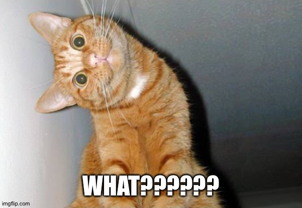 What is that cat | WHAT?????? | image tagged in cats | made w/ Imgflip meme maker