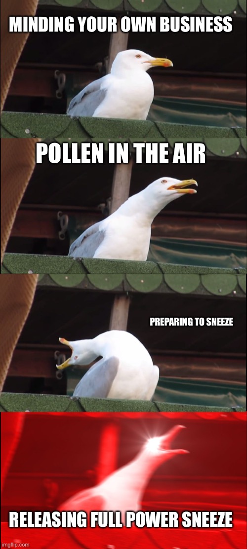 Inhaling Seagull Meme | MINDING YOUR OWN BUSINESS; POLLEN IN THE AIR; PREPARING TO SNEEZE; RELEASING FULL POWER SNEEZE | image tagged in memes,inhaling seagull | made w/ Imgflip meme maker