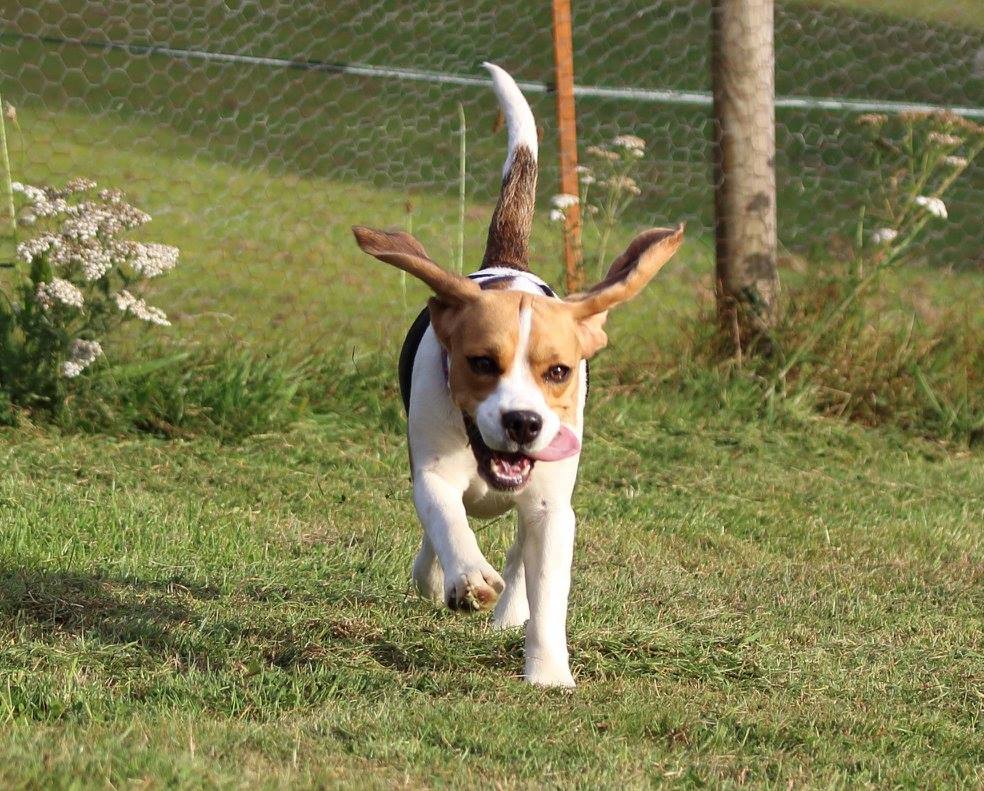 Paws for a Picture Blank Meme Template