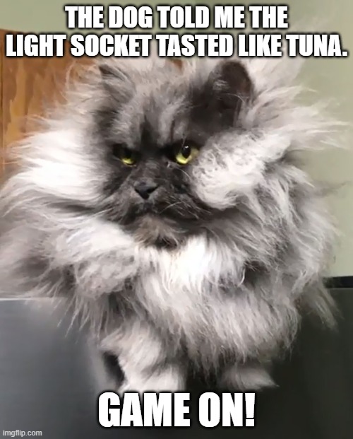 game on | THE DOG TOLD ME THE LIGHT SOCKET TASTED LIKE TUNA. GAME ON! | image tagged in animals | made w/ Imgflip meme maker