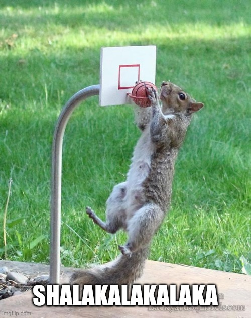 Squirrel basketball | SHALAKALAKALAKA | image tagged in squirrel basketball | made w/ Imgflip meme maker