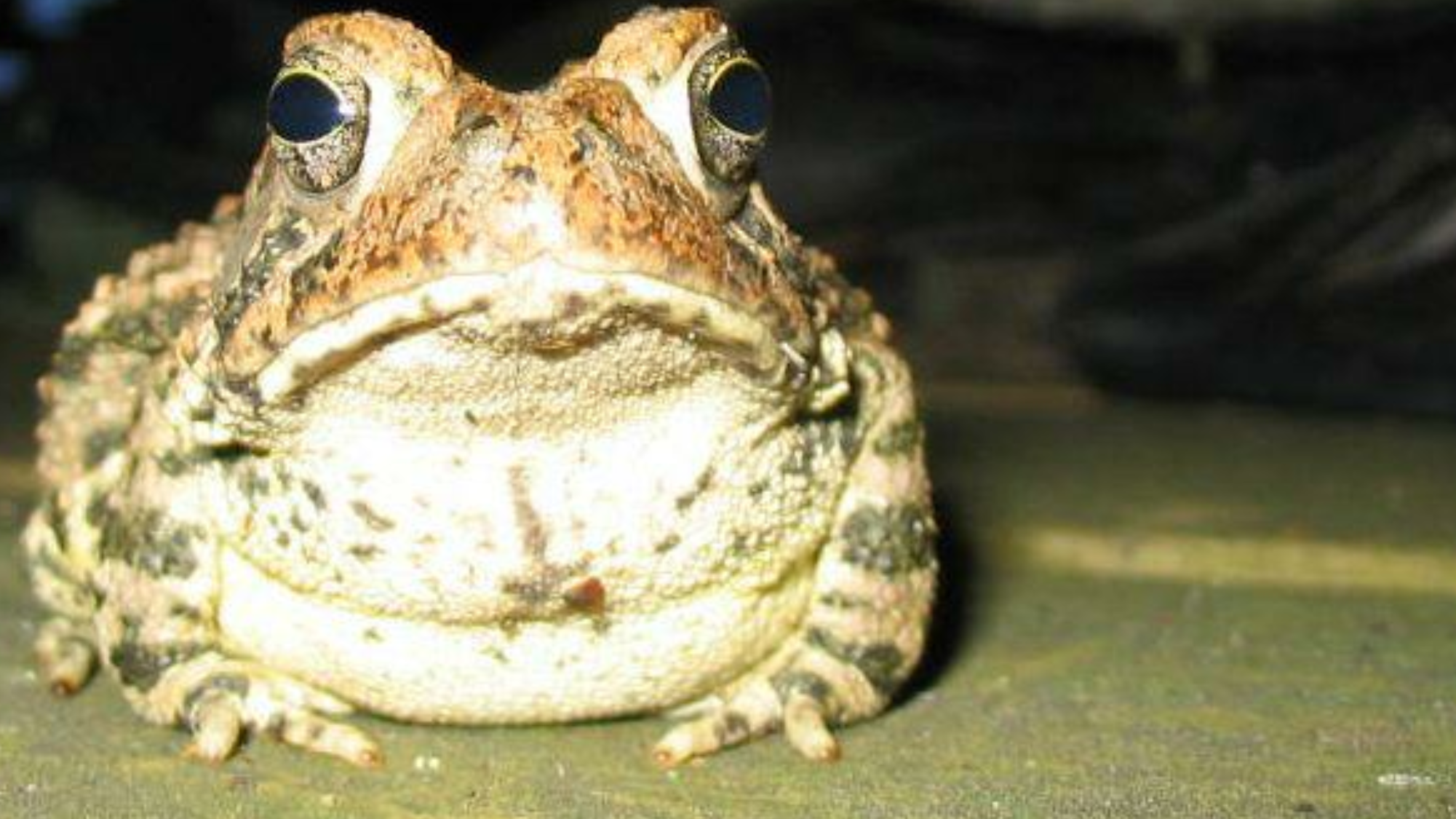 GiGi Blank Meme Template