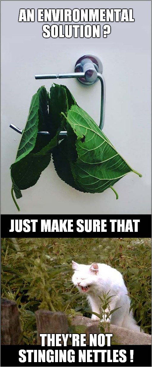 No Toilet Paper - Nature Will Provide | AN ENVIRONMENTAL SOLUTION ? JUST MAKE SURE THAT; THEY'RE NOT STINGING NETTLES ! | image tagged in fun,corona virus,toilet paper | made w/ Imgflip meme maker