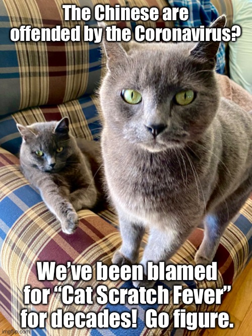 Cat Scratch Fever | The Chinese are offended by the Coronavirus? We’ve been blamed for “Cat Scratch Fever” for decades!  Go figure. | image tagged in cats,coronavirus,blame,sarcasm,government | made w/ Imgflip meme maker