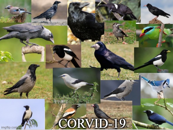 Corvid-19 | CORVID-19 | image tagged in corvid,covid-19,covid19,coronavirus,spelling matters | made w/ Imgflip meme maker