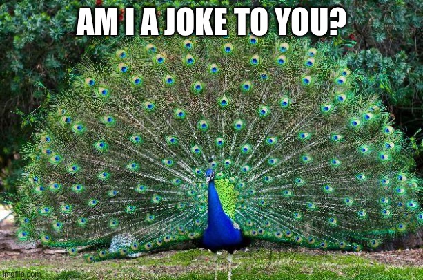 Peacock | AM I A JOKE TO YOU? | image tagged in peacock | made w/ Imgflip meme maker