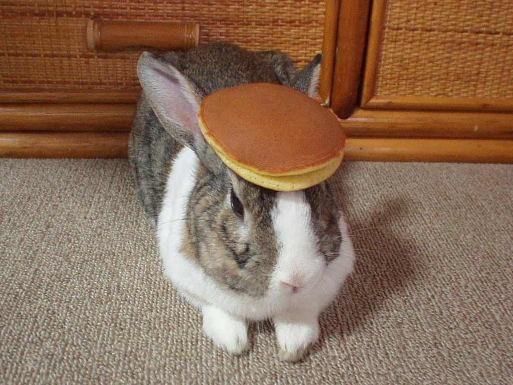 Caption this Meme. aka: Bunny with a pancake on its head. 