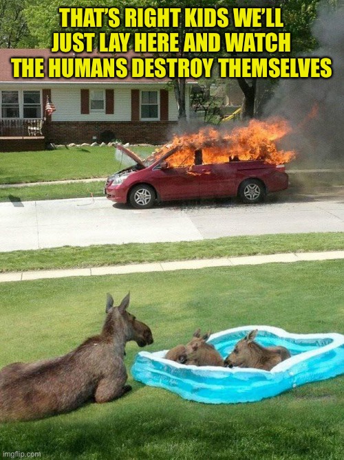 Moose watching car fire | THAT’S RIGHT KIDS WE’LL JUST LAY HERE AND WATCH THE HUMANS DESTROY THEMSELVES | image tagged in moose watching car fire | made w/ Imgflip meme maker