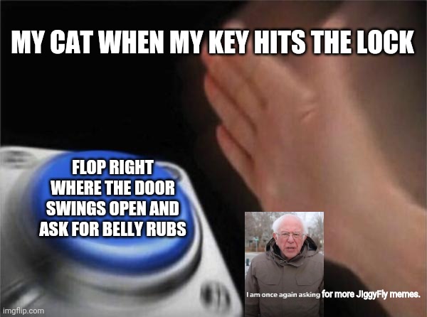 Blank Nut Button | MY CAT WHEN MY KEY HITS THE LOCK; FLOP RIGHT WHERE THE DOOR SWINGS OPEN AND ASK FOR BELLY RUBS; for more JiggyFly memes. | image tagged in memes,blank nut button,cats,kitty,cat owners,bernie | made w/ Imgflip meme maker