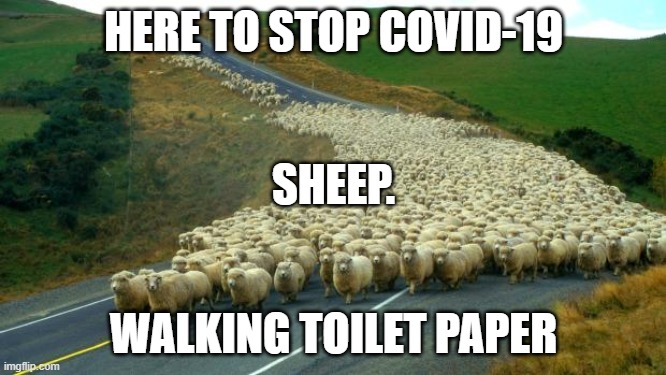 sheep | HERE TO STOP COVID-19; SHEEP. WALKING TOILET PAPER | image tagged in sheep | made w/ Imgflip meme maker
