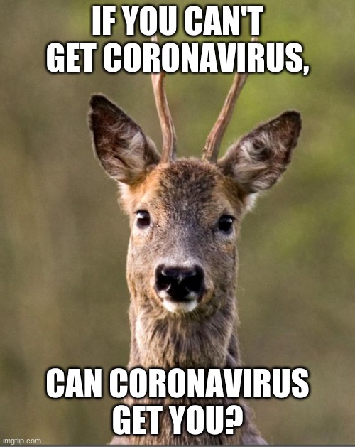 Wondering RoeDeer | IF YOU CAN'T GET CORONAVIRUS, CAN CORONAVIRUS GET YOU? | image tagged in wondering roedeer | made w/ Imgflip meme maker