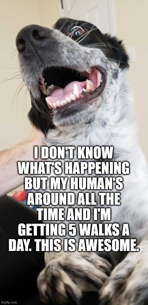 I DON'T KNOW WHAT'S HAPPENING BUT MY HUMAN'S AROUND ALL THE TIME AND I'M GETTING 5 WALKS A DAY. THIS IS AWESOME. | made w/ Imgflip meme maker