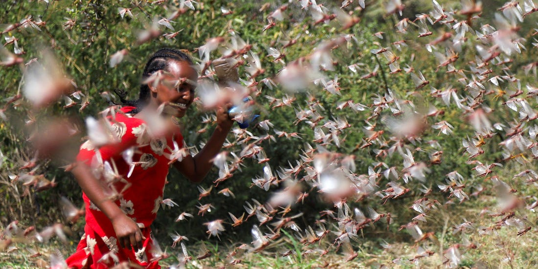 Locusts in Africa Blank Meme Template