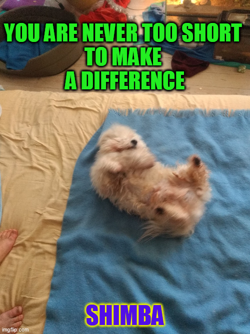 Never too short to make a difference | YOU ARE NEVER TOO SHORT 
TO MAKE 
A DIFFERENCE; SHIMBA | image tagged in cute dog | made w/ Imgflip meme maker