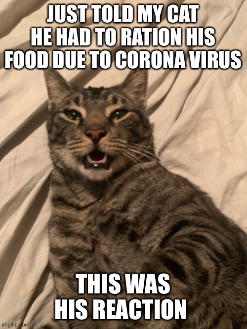 JUST TOLD MY CAT HE HAD TO RATION HIS FOOD DUE TO CORONA VIRUS; THIS WAS HIS REACTION | image tagged in cat,corona virus | made w/ Imgflip meme maker